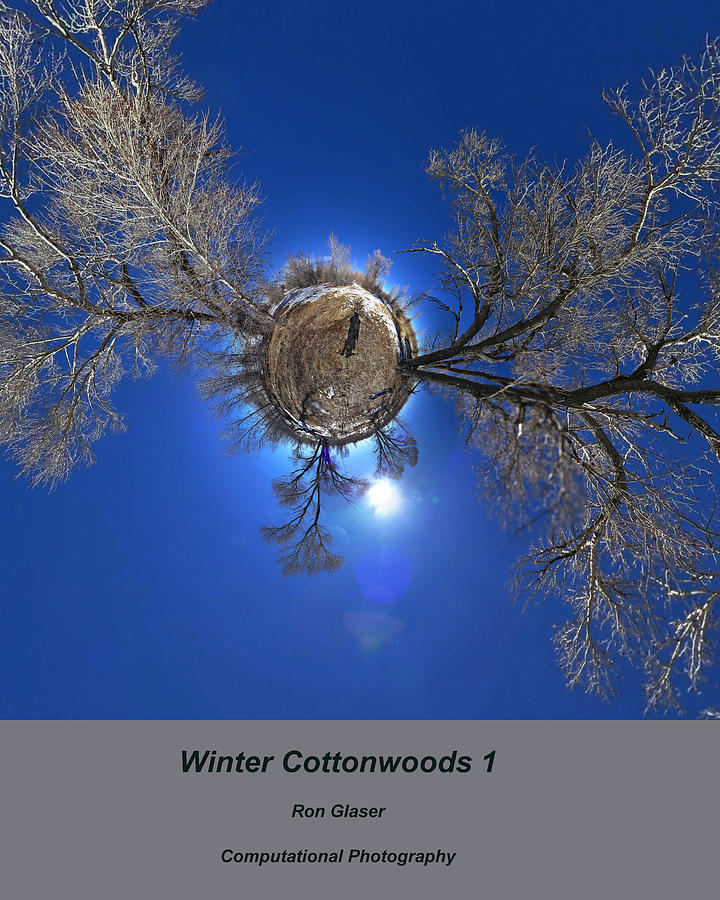 Winter Cottonwoods 1 Photograph
