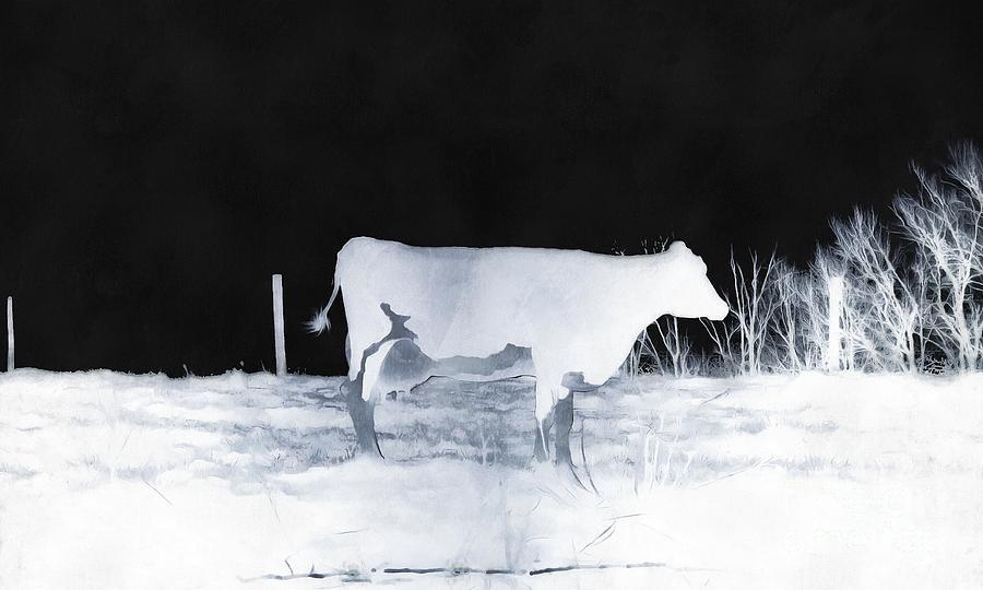 Winter Cow - Cow Photograph by Janine Riley