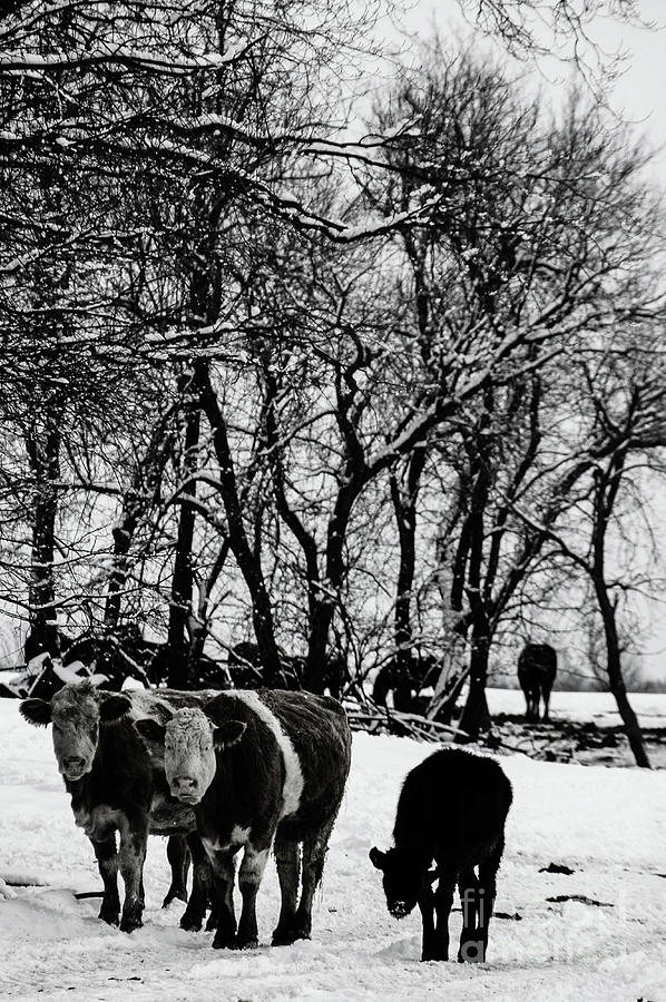 Winter Cows Photograph by Elaine Hunter