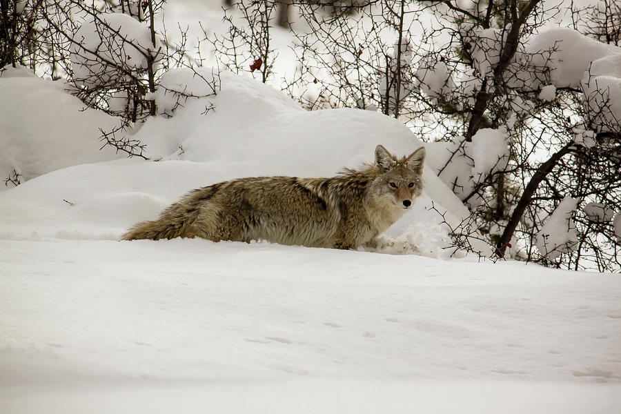 Animal Photograph - Winter Coyote by Dee Johnson