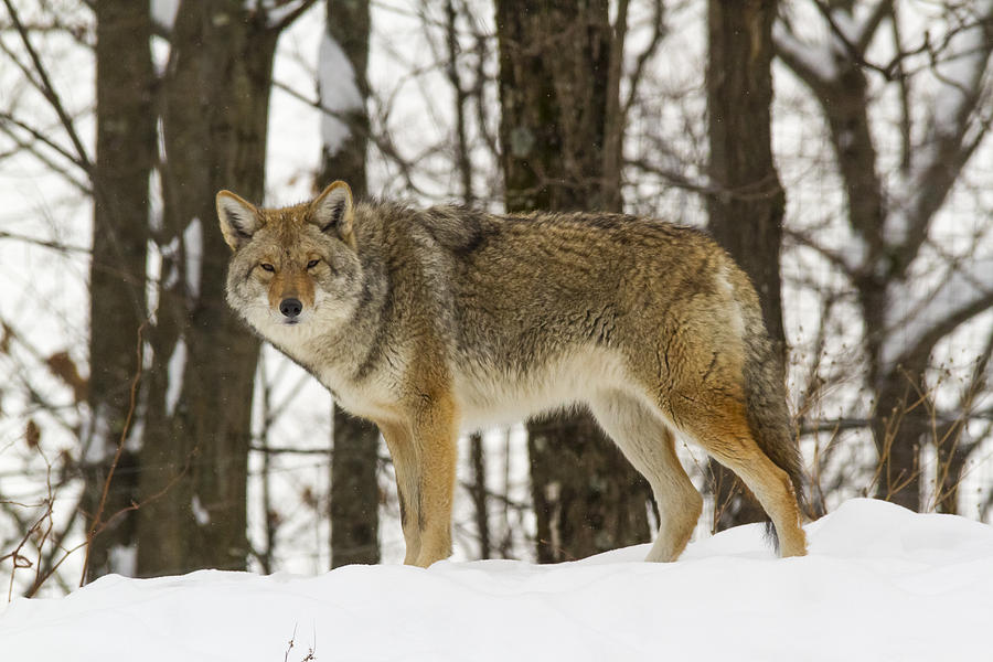 Winter coyote Photograph by Josef Pittner