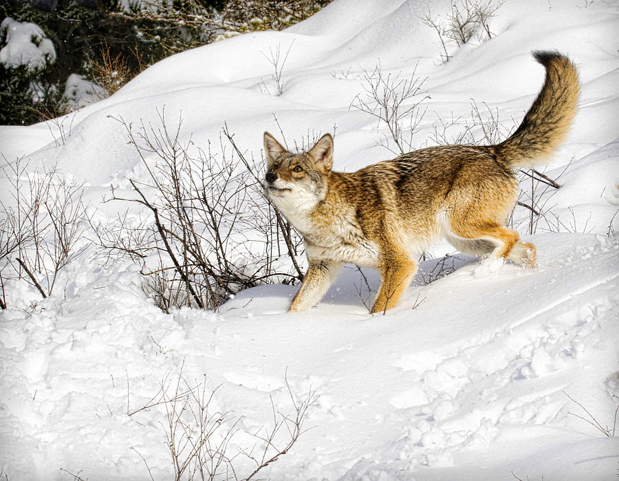 Winter Coyote Photograph by Steve McKinzie