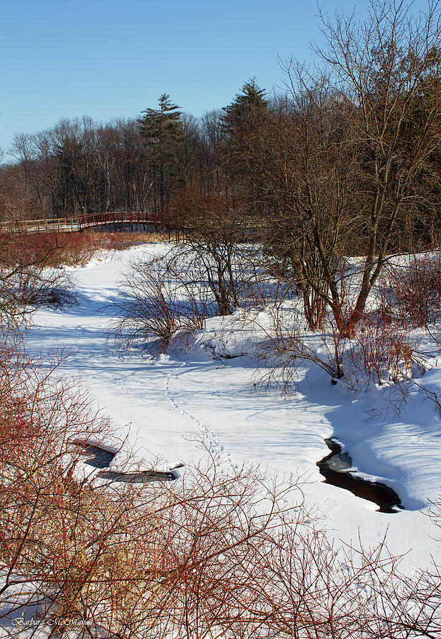 Winter Creek Lined With Red Osea Dogwood Photograph by Barbara McMahon