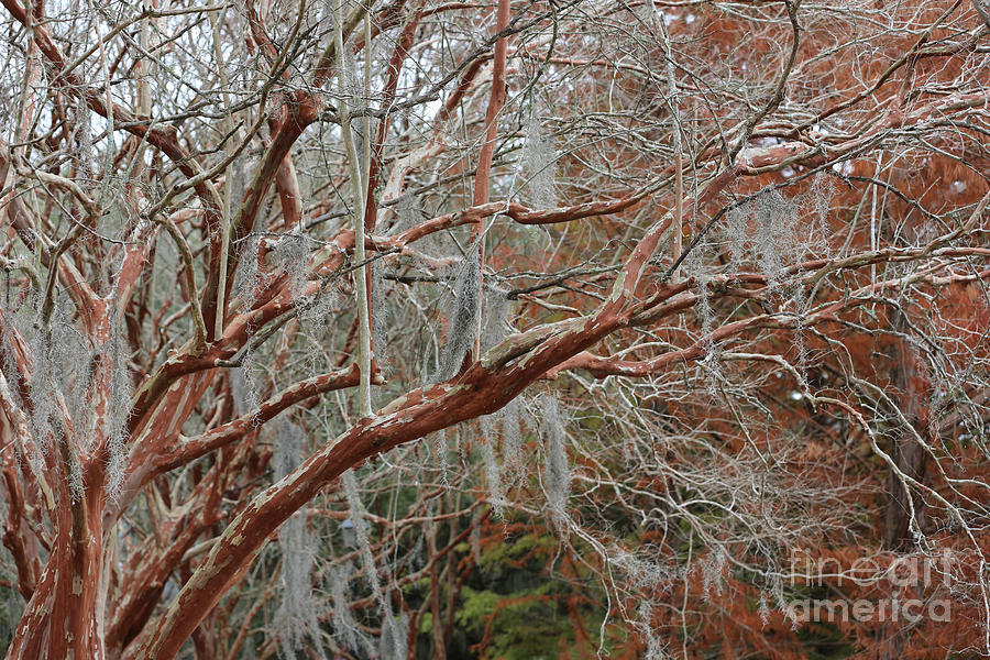 Winter Crepe Myrtles Photograph by Carol Groenen