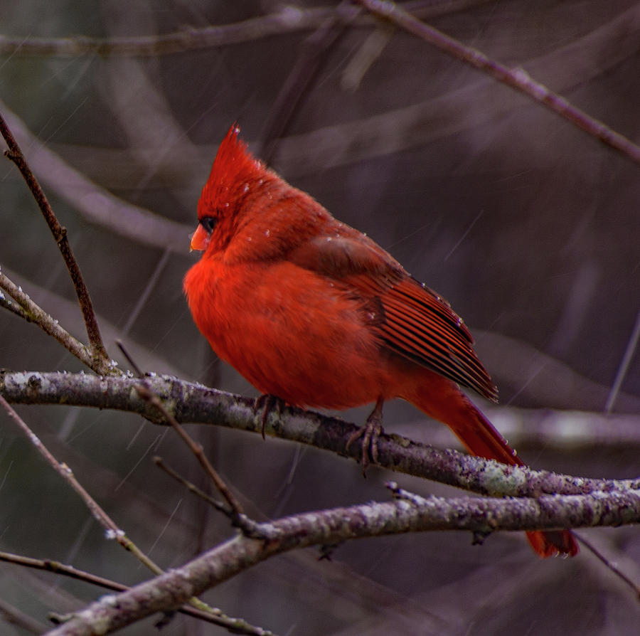Winter Crimson  Photograph by John Harding