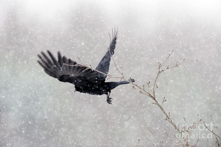 Winter Crow Photograph by Carien Schippers