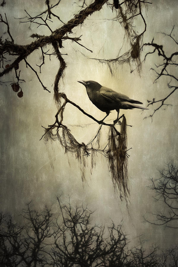 Winter Photograph - Winter Crow by Colleen Farrell