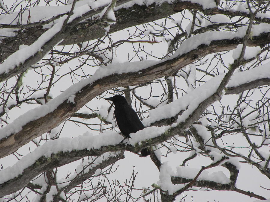 Crow Photograph - Winter Crow by Devorah Shoshanna