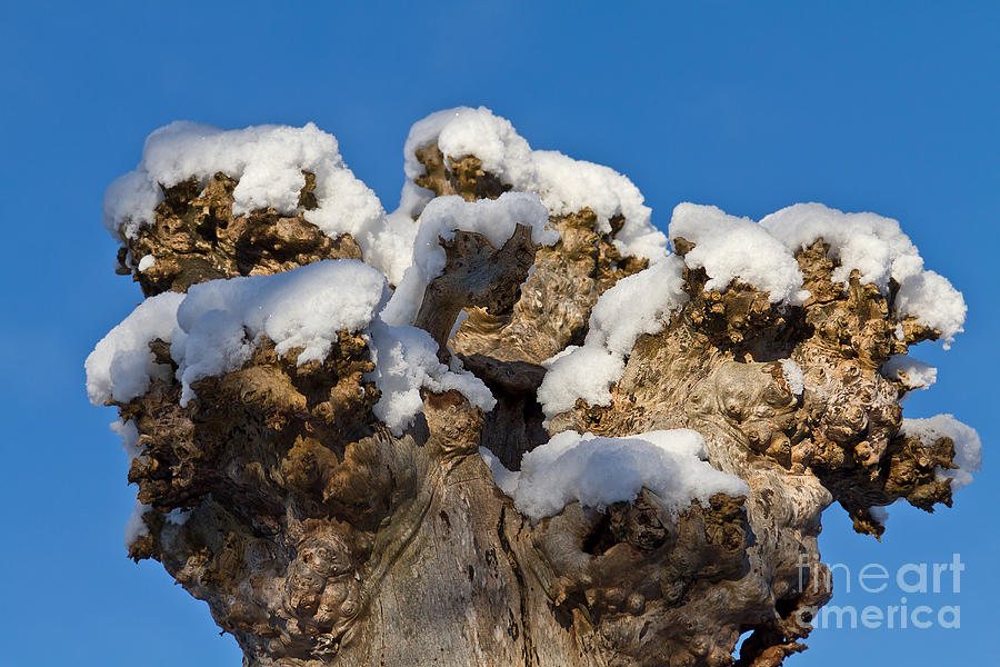 Winter Photograph - Winter Crown by Lutz Baar
