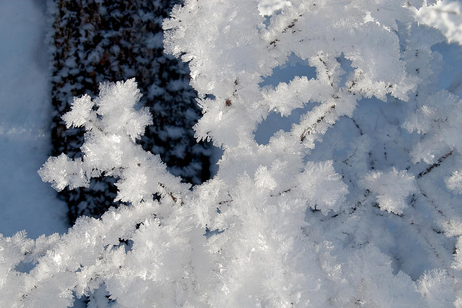 Winter Crystal Photograph by Jane Melgaard