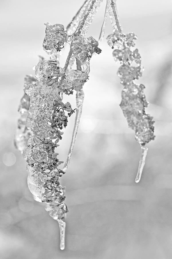 Winter Crystal - Just Before Spring - Black and White Photograph by Carol Senske
