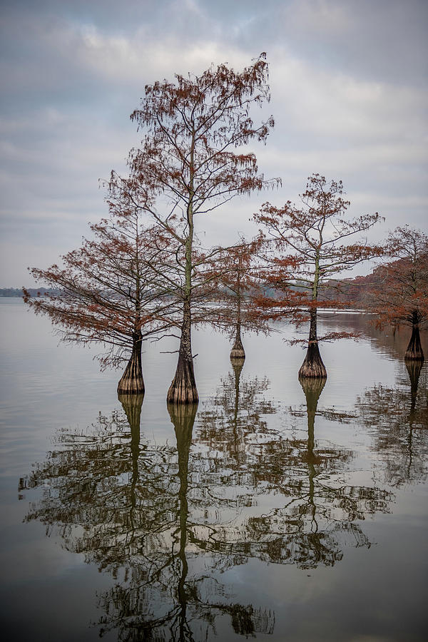 Winter Cypress Trees Photograph by Paul Freidlund