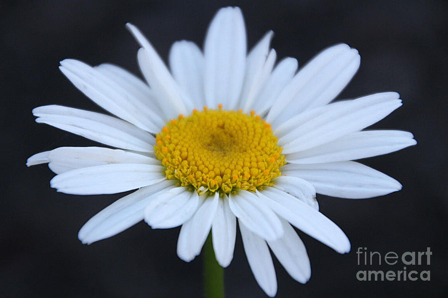 Winter Daisy Photograph by Amy Steeples - Fine Art America