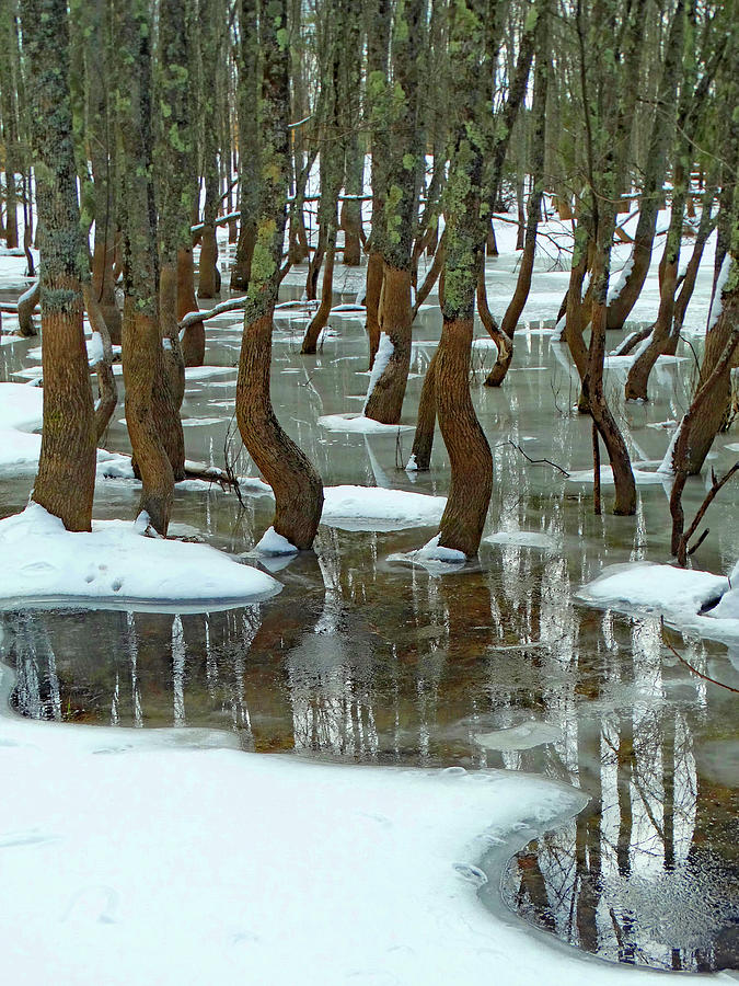 Winter Dancing Trees Photograph by David T Wilkinson