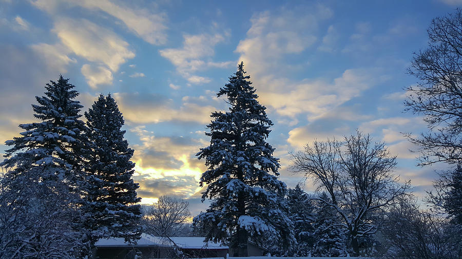 Winter Dawn Over Spruce Trees Photograph by Lynn Hansen