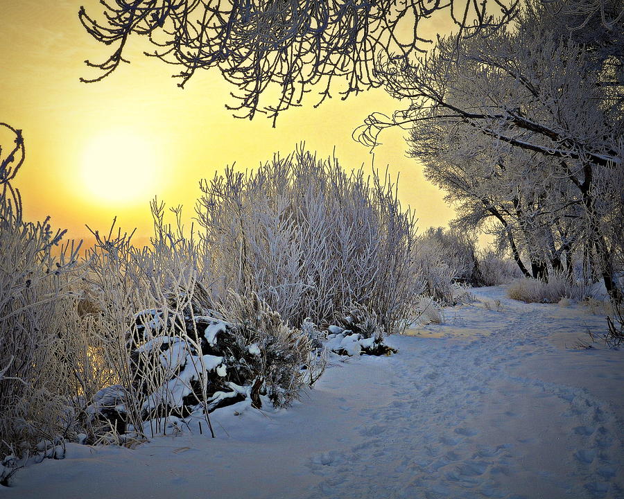 Winter Dawn Photograph by Tru Waters