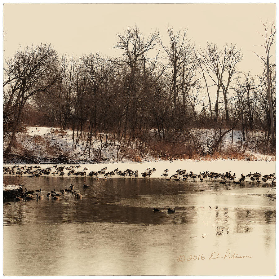 Winter Day At Heron Heaven Photograph by Ed Peterson