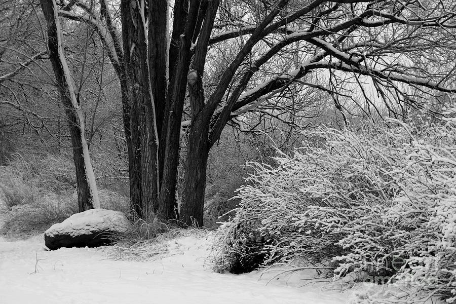 Winter Day - Black and White Photograph by Carol Groenen