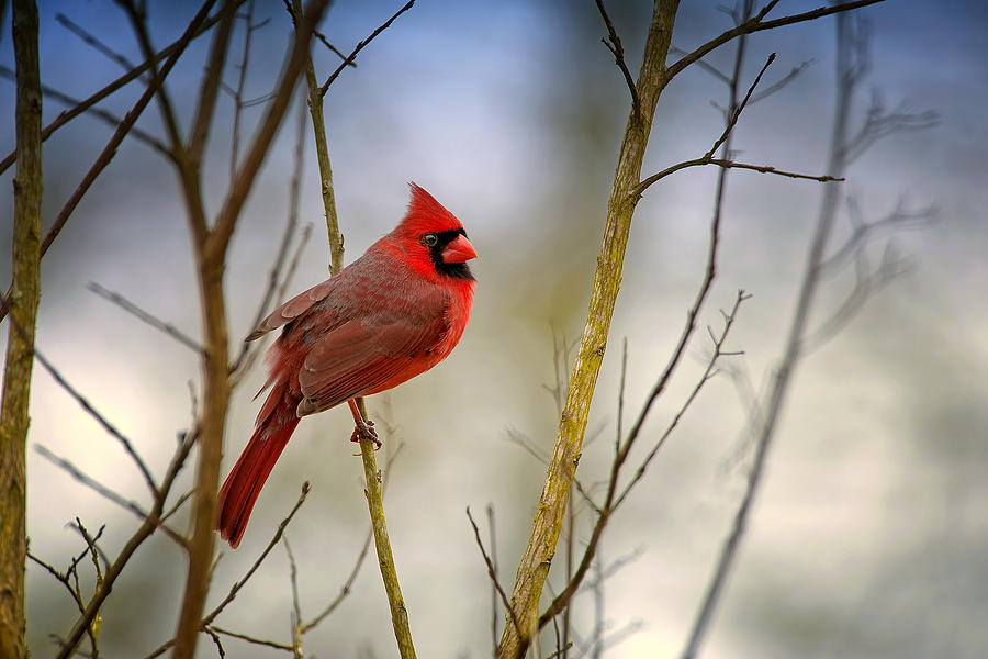 Cardinal Photograph - Winter Day Cardinal by Bonnie Barry