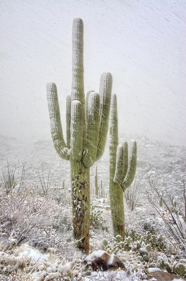 Winter Day in the Desert southwest  Photograph by Saija Lehtonen