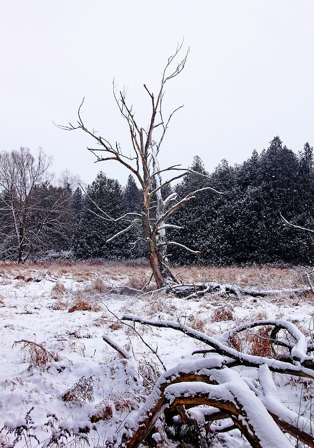 Winter Deadwood Photograph by Debbie Oppermann