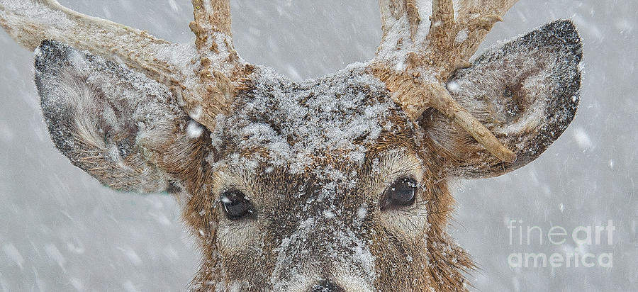 Deer Photograph - Winter Whitetail Deer Eyes Only by Timothy Flanigan
