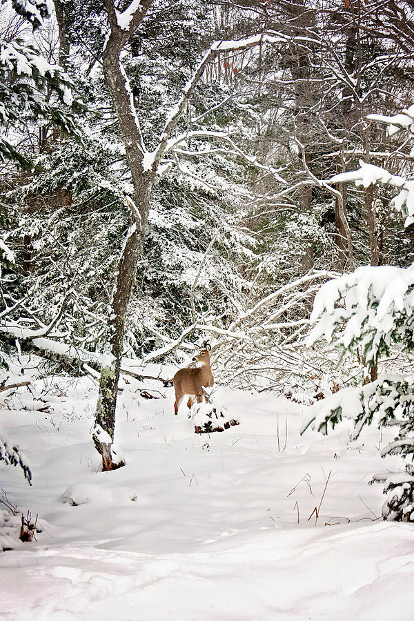 Winter Deer in the Forest Photograph by Gwen Gibson