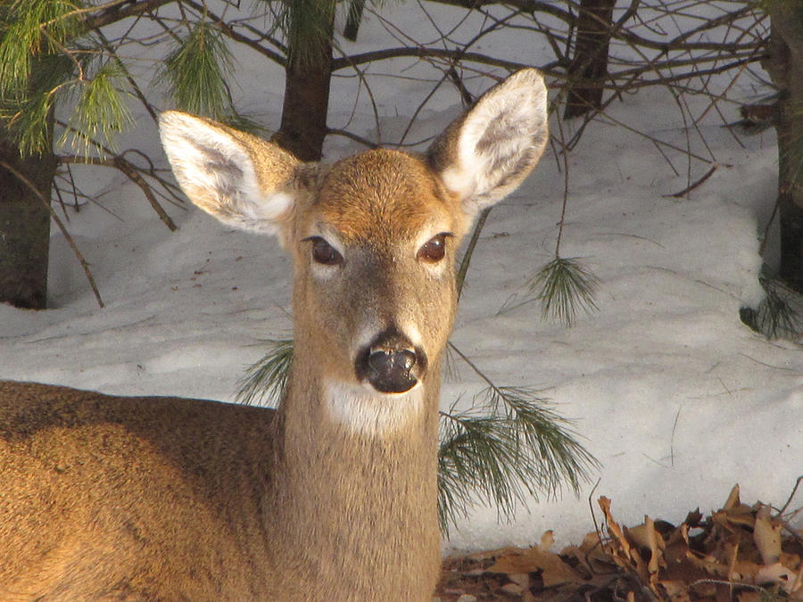 Deer Photograph - Winter Deer by Joe Fellini