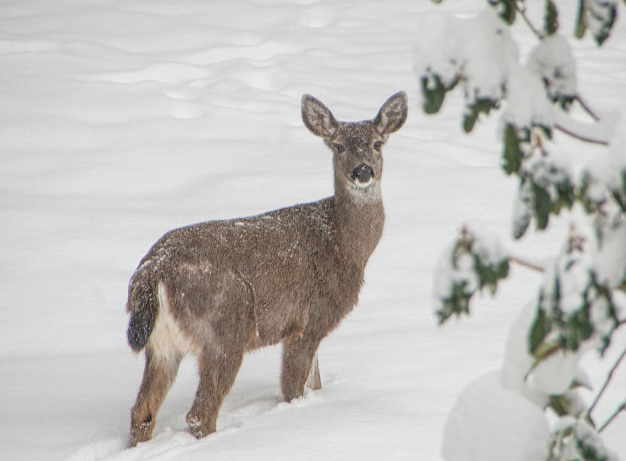 Winter Deer Photograph by Marilyn Wilson