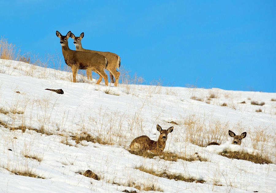 Deer Photograph - Winter Deer by Michael Dawson