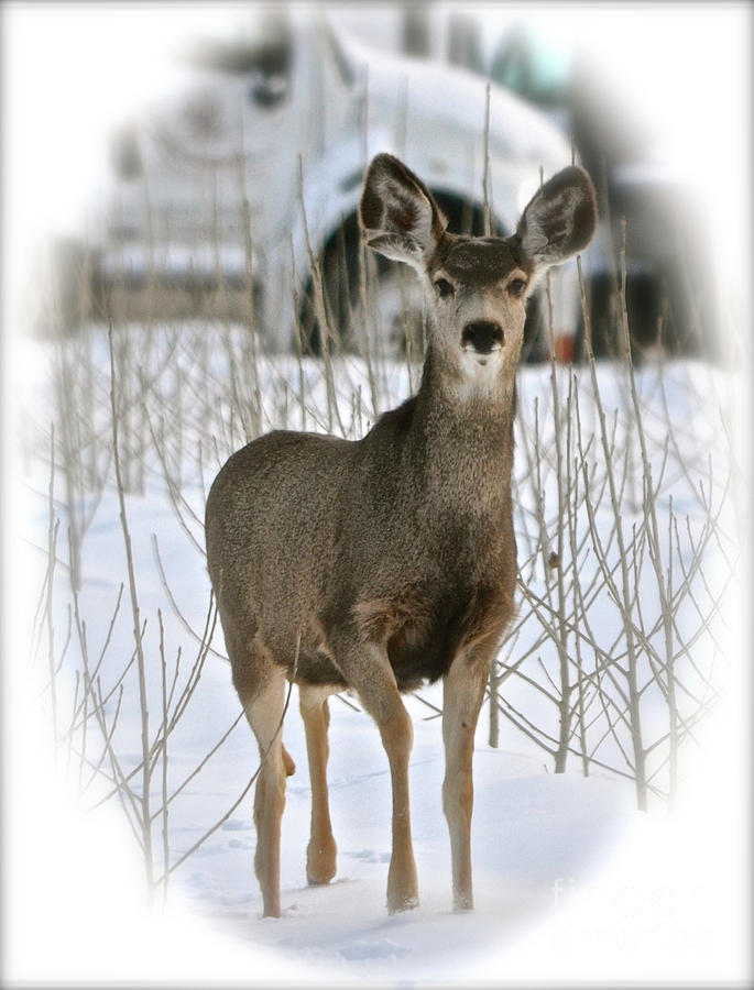 Winter Deer on the Tree Farm Photograph by Cindy Schneider