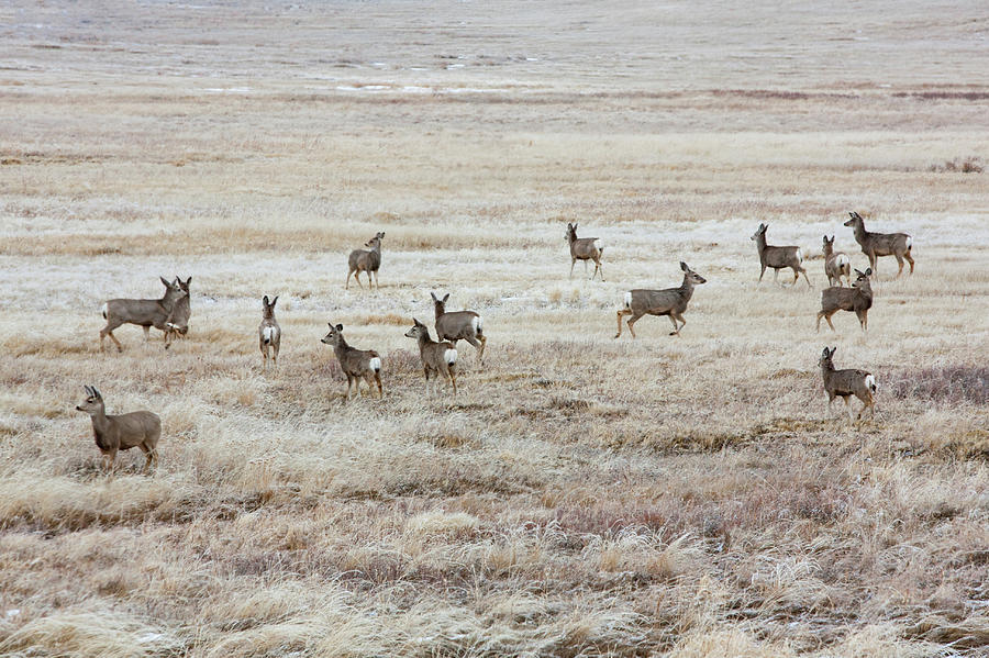 Winter Deer Photograph by Todd Klassy