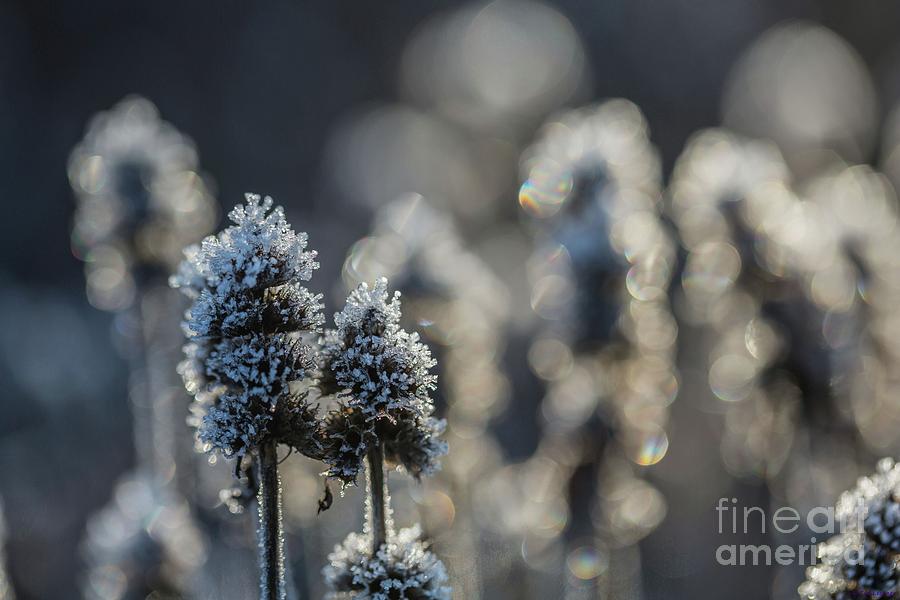 Winter Delight Photograph by Eva Lechner