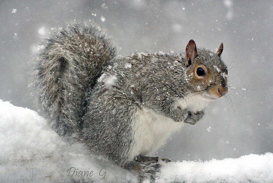 Winter Photograph by Diane Giurco