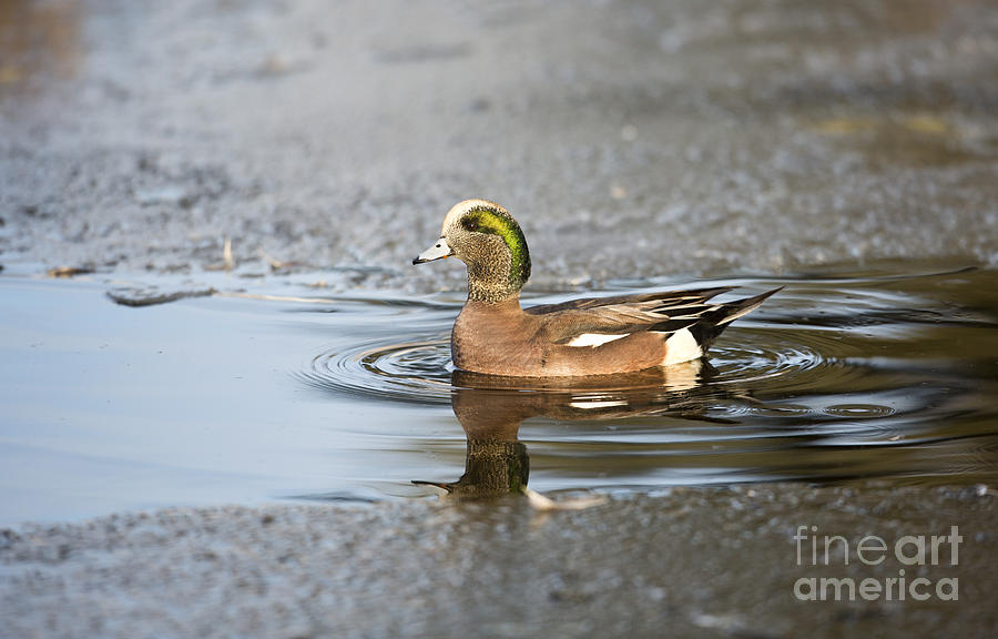 Duck Photograph - Winter Dip by Douglas Kikendall