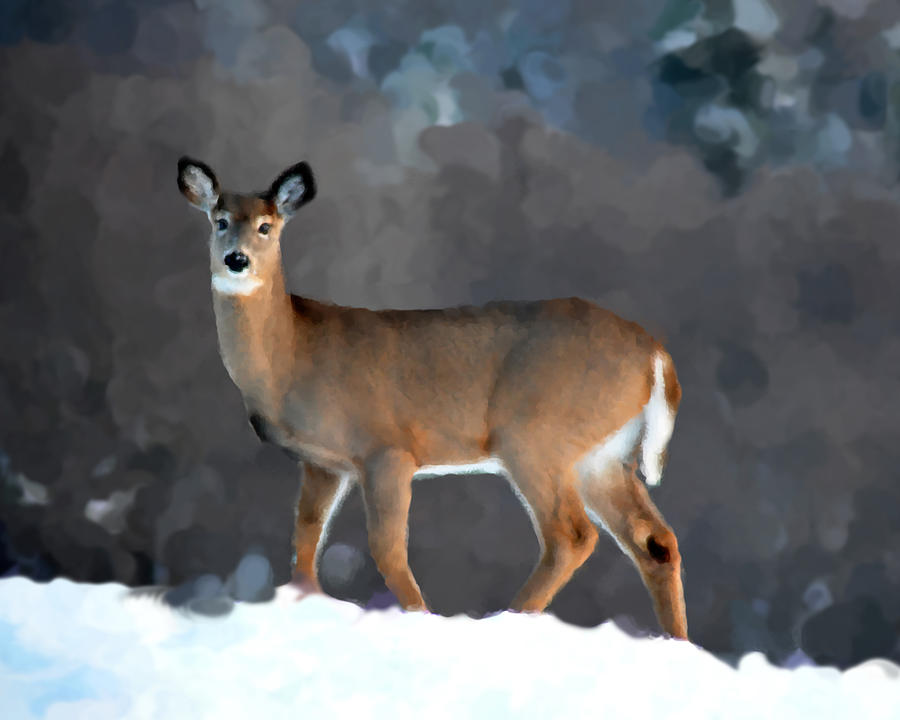 Wildlife Painting - Winter Doe by Diane E Berry