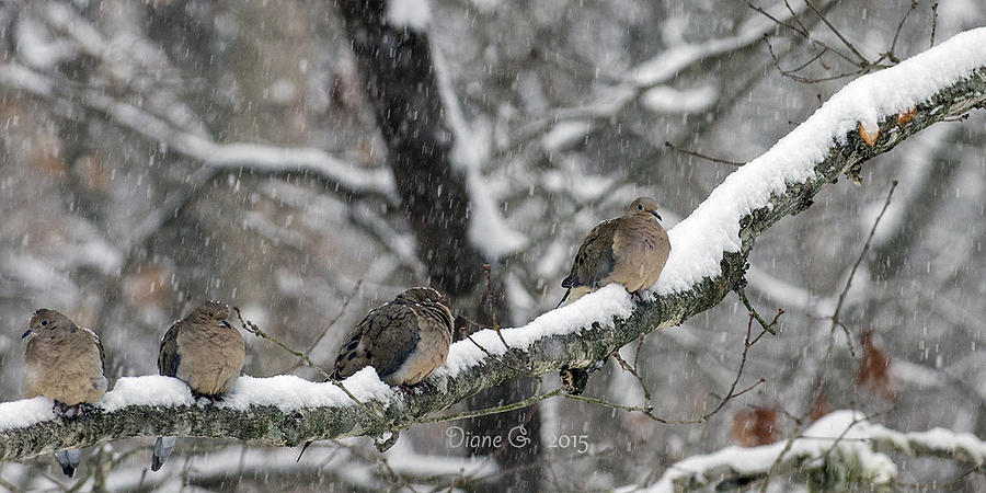Winter Doves Photograph by Diane Giurco