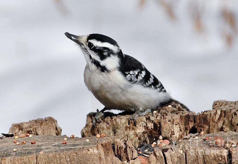 Winter Downy Woodpecker Photograph by Elaine Manley