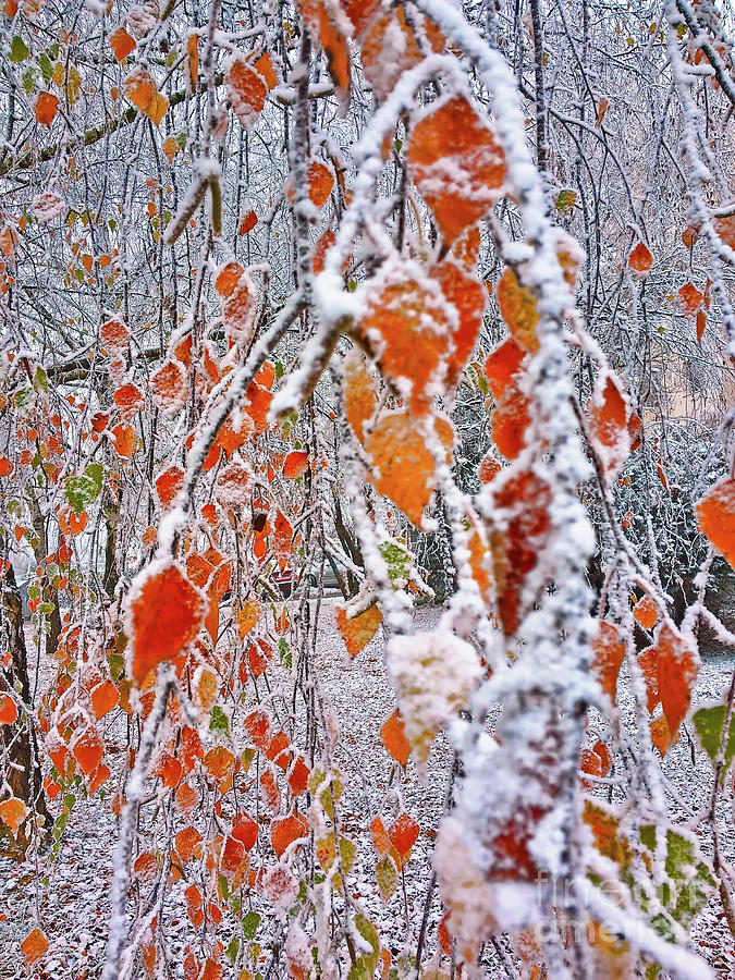Winter Drapery Photograph by Jasna Dragun