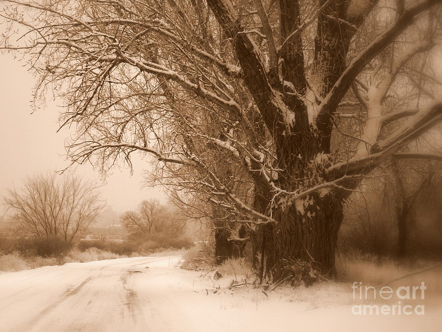 Winter Dream Photograph by Carol Groenen