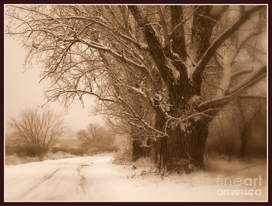 Winter Dream with Framing Photograph by Carol Groenen