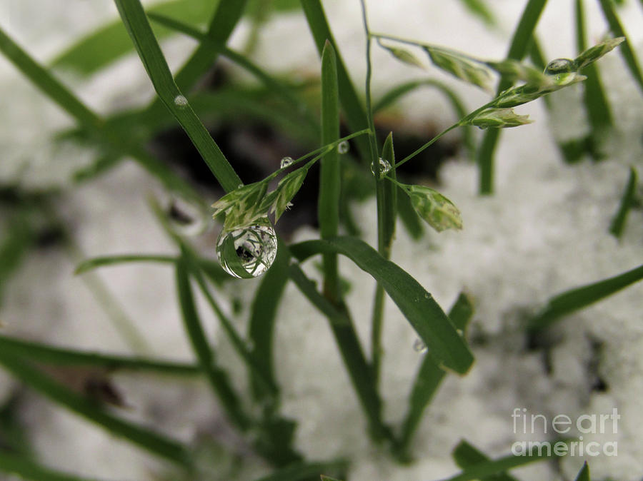 Winter Droplets Photograph by Kim Tran