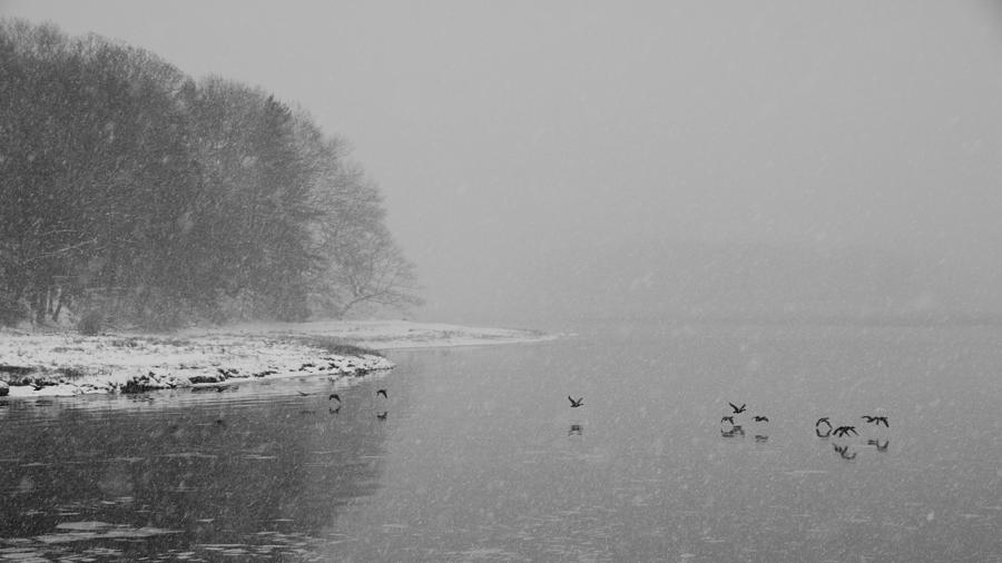 Winter Ducks Photograph by Edward Myers