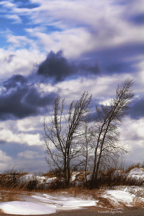 Winter Dune Tree Photograph by Dick Bourgault