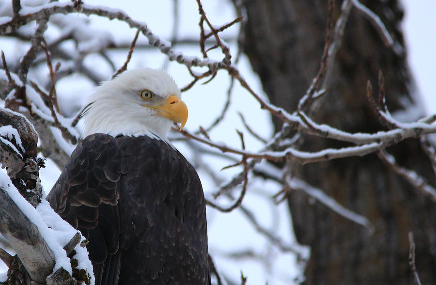 Winter Eagle Photograph by Marv Russell