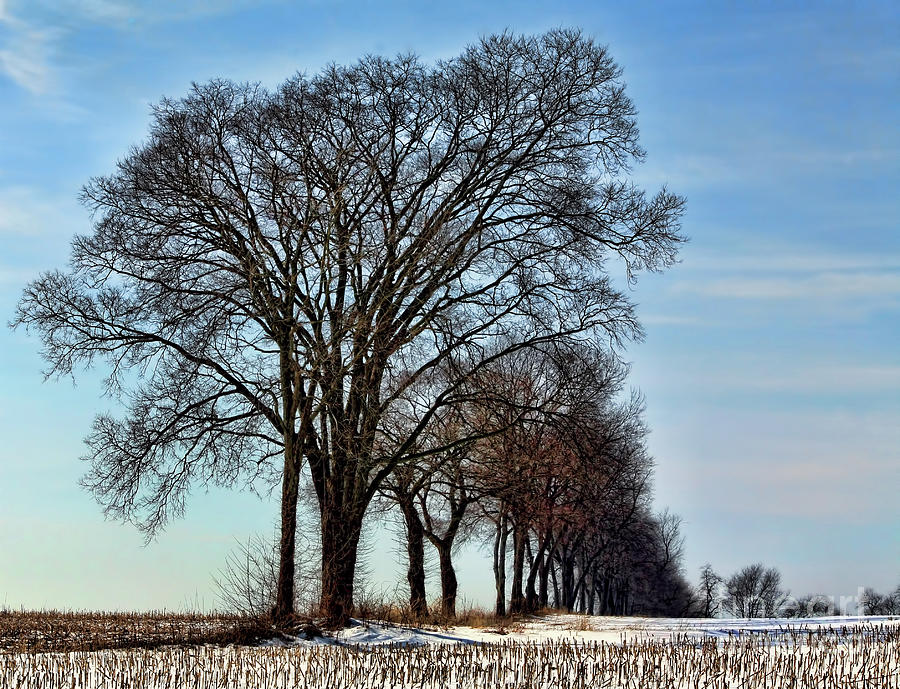 Winter  East Coast trees Photograph by Chuck Kuhn