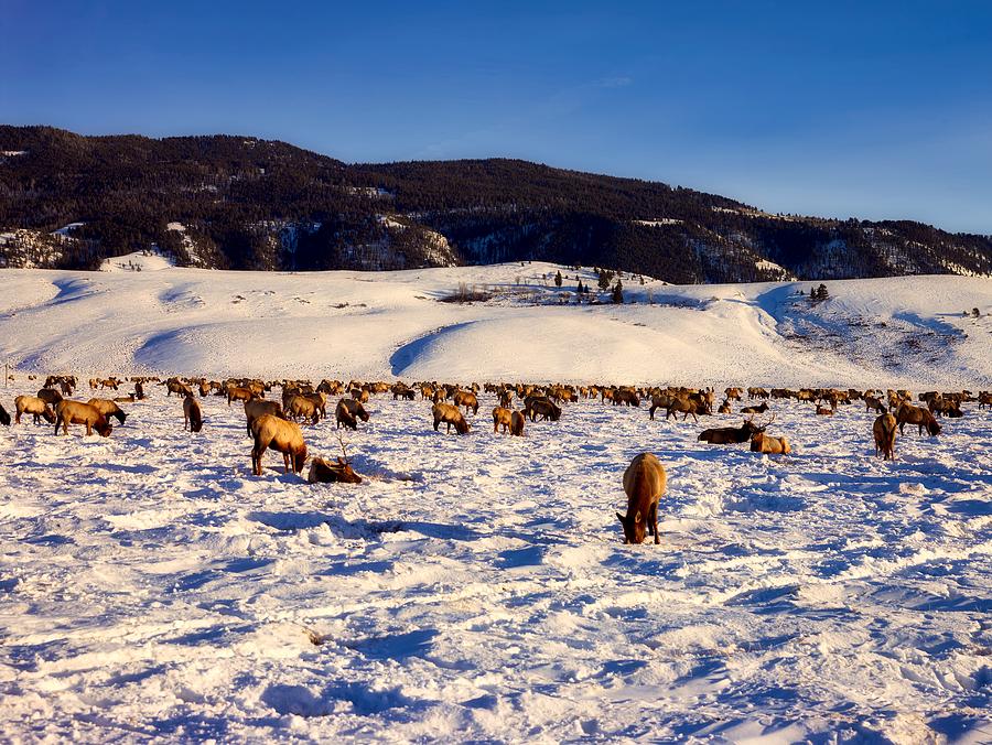 Winter Elk Herd Photograph by Mountain Dreams