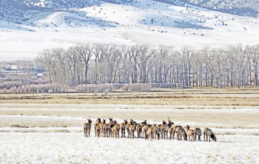Wildlife Photograph - Winter Elk in the Ruby Valley Montana by Jennie Marie Schell