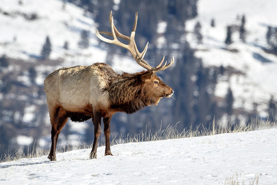 Winter Elk Photograph by Jack Bell