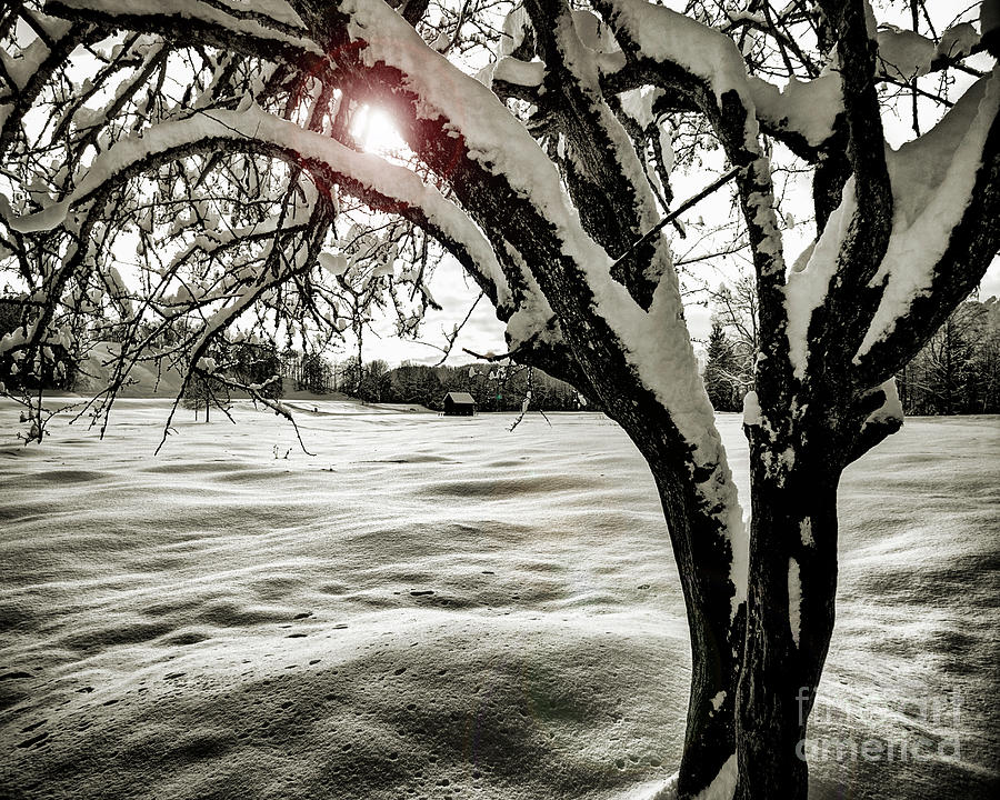 Winter Epilogue Photograph by Edmund Nagele FRPS